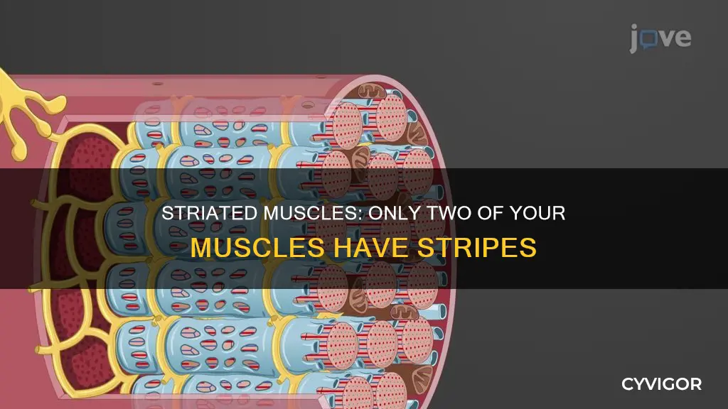 what 2 muscles are striated