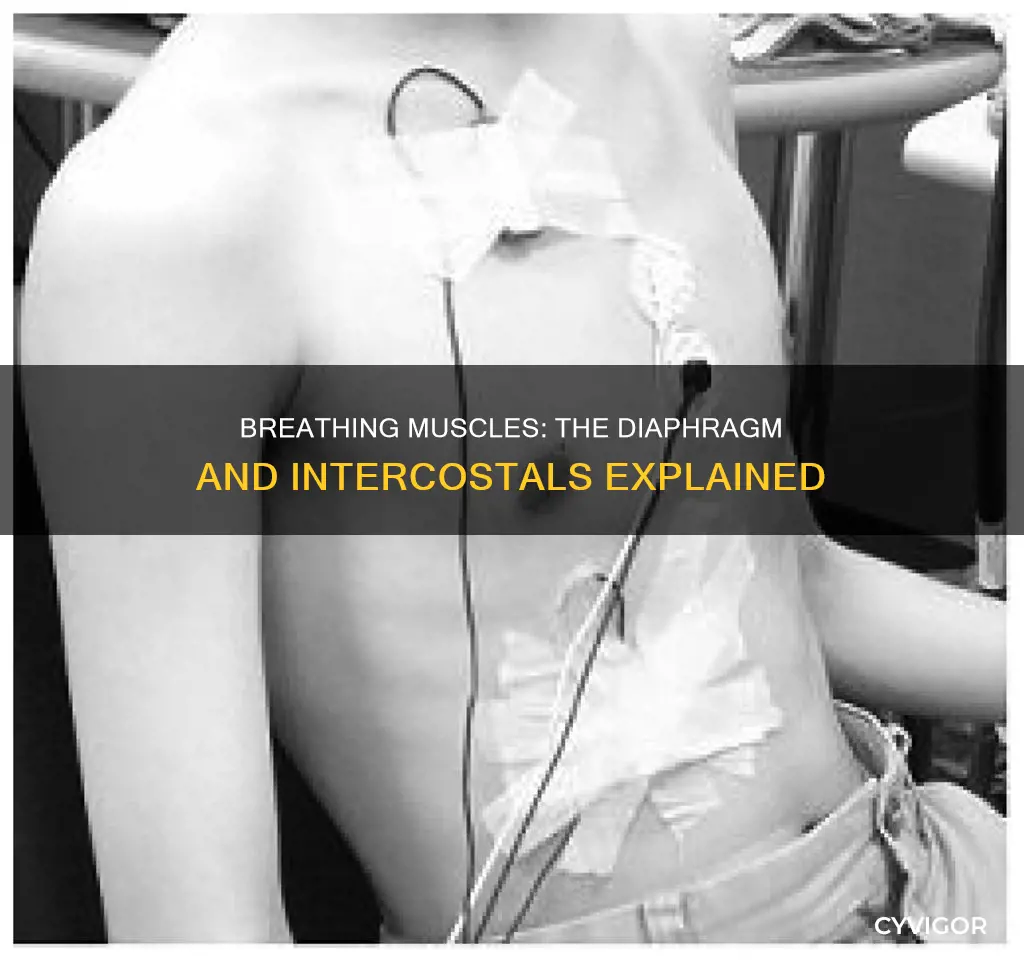 what 2 muscles control breathing
