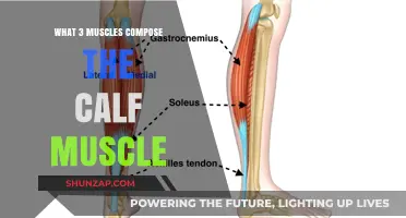 Unveiling the Calf: A Trio of Essential Muscles for Strength and Flexibility