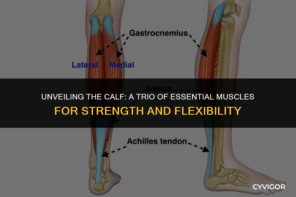 what 3 muscles compose the calf muscle