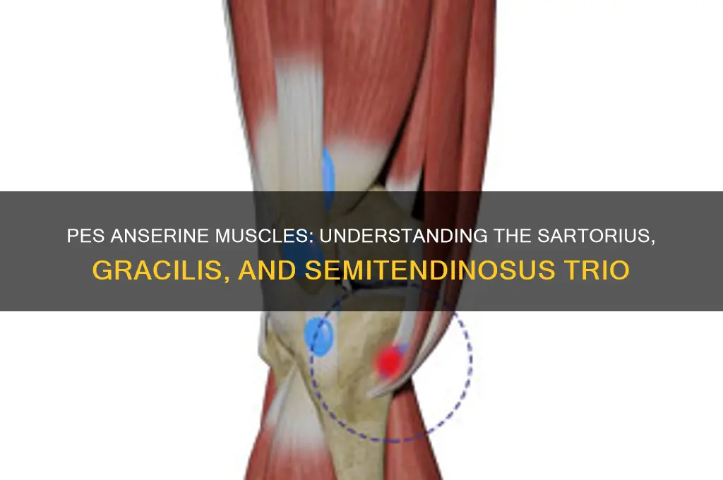 what 3 muscles form the pes anserine group