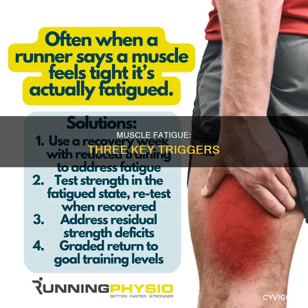 what 3 things cause muscle fatigue