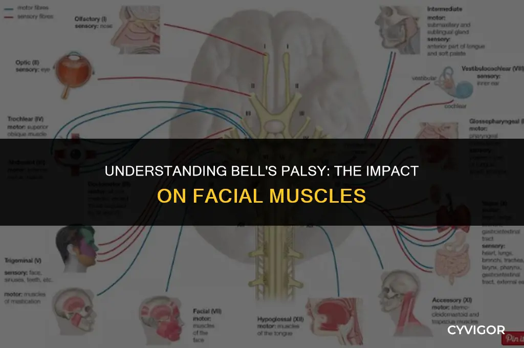 what 4 muscles are affected by bell