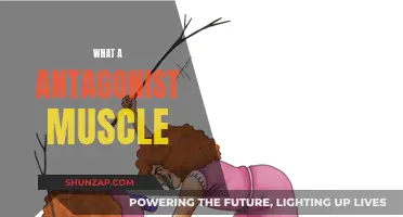 Understanding Antagonist Muscles and Their Unique Functions