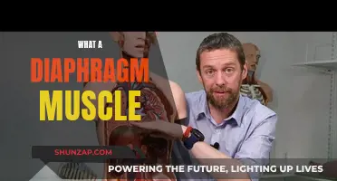 The Diaphragm Muscle: Understanding Its Function and Anatomy