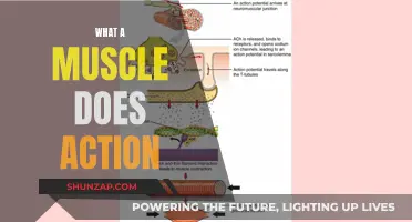 Muscle Movement: Understanding the Power of Contraction