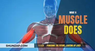 Muscle Function: Understanding Their Role and Importance