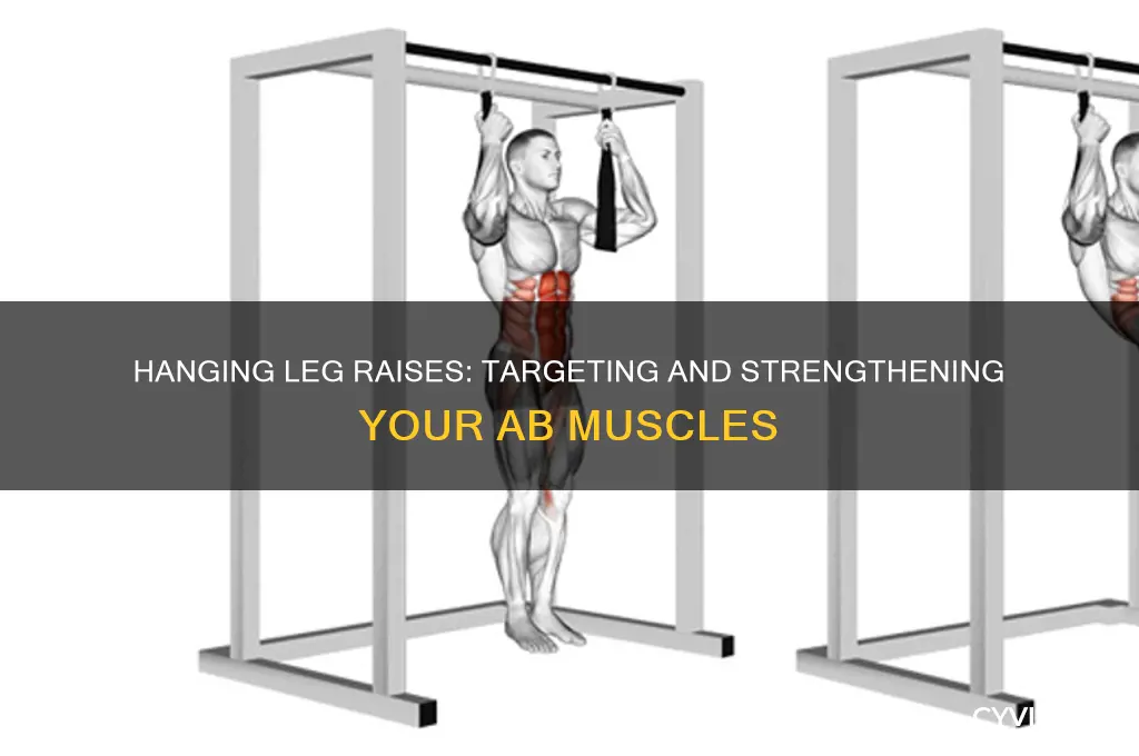 what ab muscles do haning leg raises work