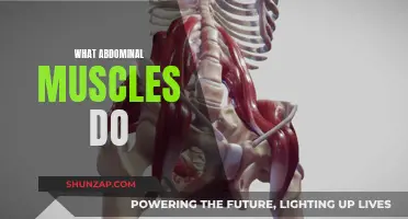 Abdominal Muscles: Their Functions and Your Core Strength
