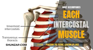 Intercostal Anatomy: Understanding the Accompanying Muscle Structure