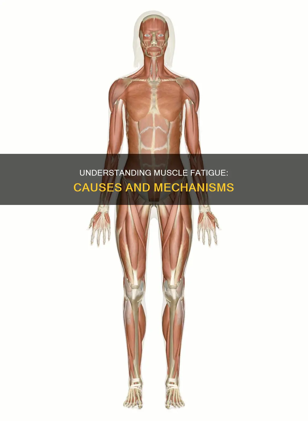 what accounts for muscle fatigue