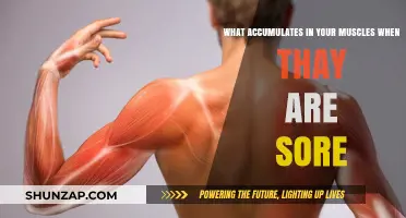 Unraveling Muscle Soreness: What Builds Up in Aching Muscles?