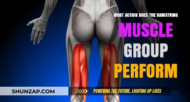 Understanding Hamstring Functions: Key Actions and Movements Explained