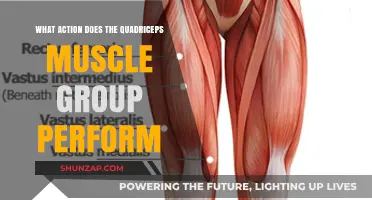 Quadriceps Muscle Group: Key Actions and Functions Explained