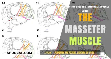 Temporalis Muscle: How It Moves the Masseter