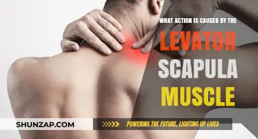 Activating the Levator Scapulae: Understanding Shoulder Action
