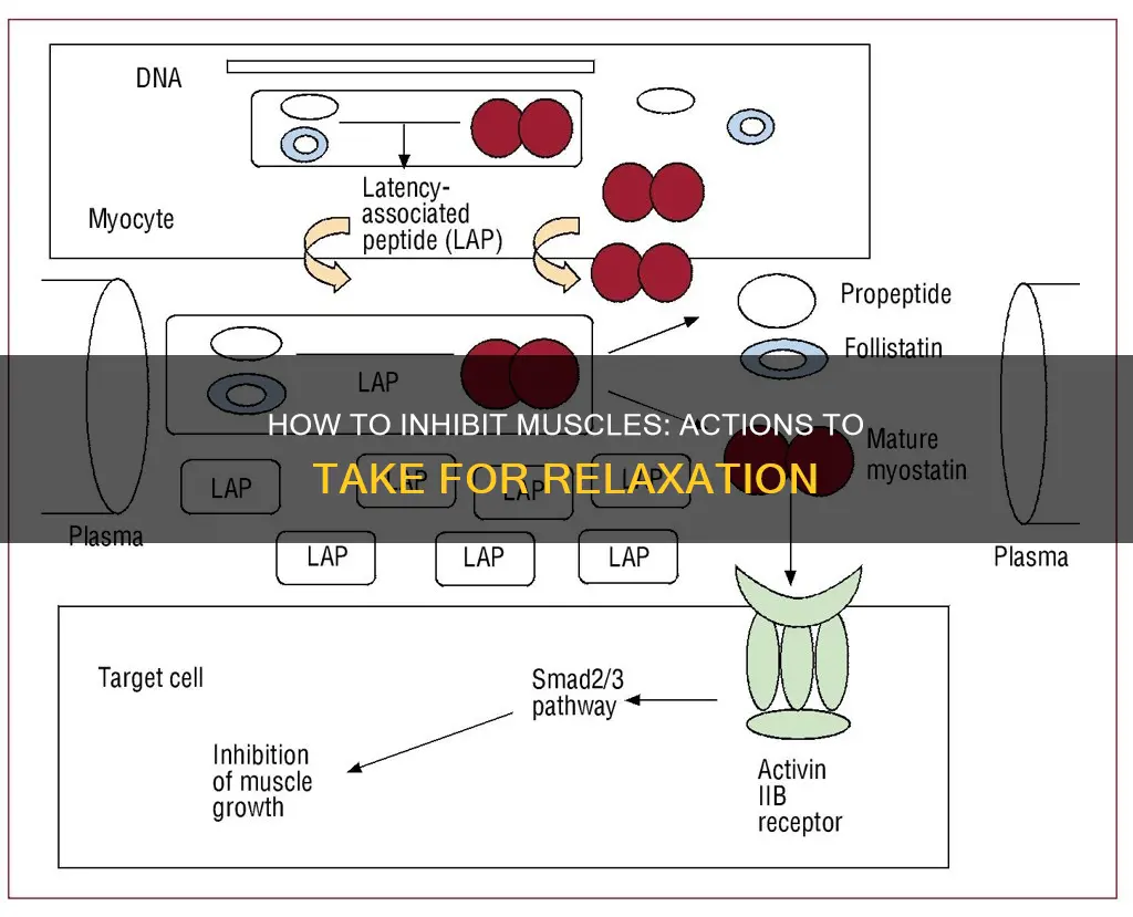 what actions inhibit muscles