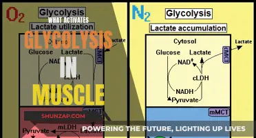 Muscle Glycolysis Activation: Understanding the Process