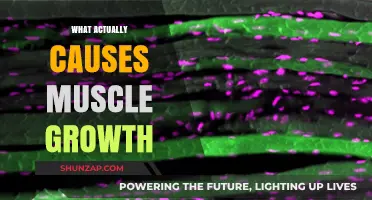 Unlocking Muscle Growth: The Science Behind Building Strength