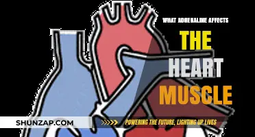 The Impact of Adrenaline on Heart Muscle Function