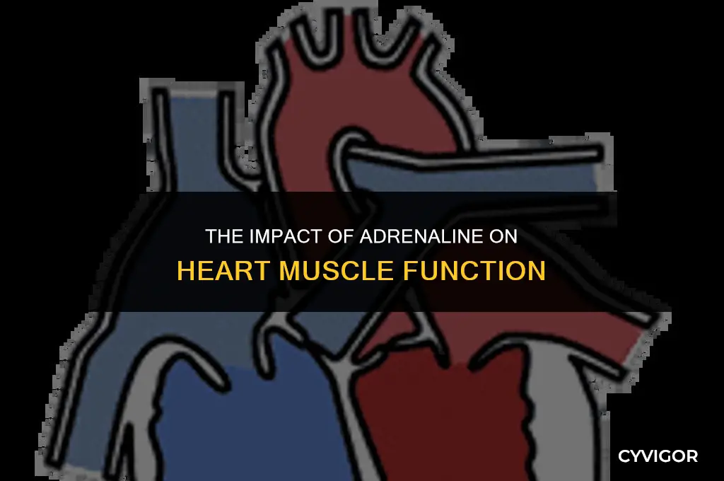 what adrenaline affects the heart muscle