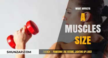 Unraveling the Factors that Influence Muscle Size and Strength