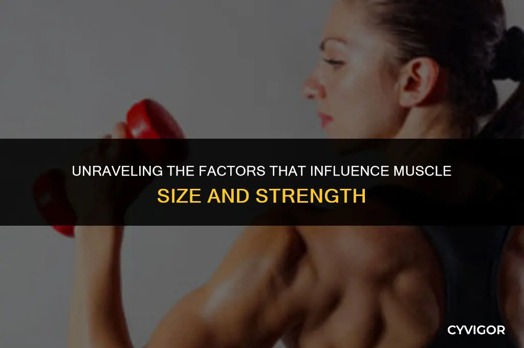 what affects a muscles size
