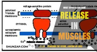 Unlocking the Secrets: Factors Influencing Calcium Release in Muscles