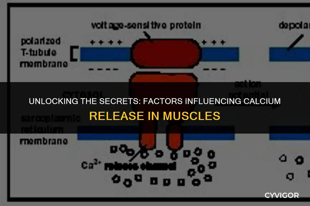 what affects calcium release in muscles