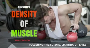 Exploring the Factors That Influence Muscle Density