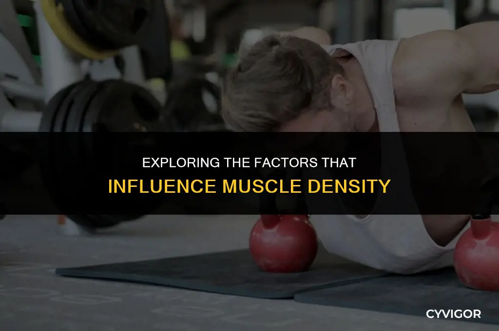 what affects density of muscle
