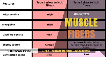 Unraveling the Mysteries: Factors Influencing Muscle Fiber Composition