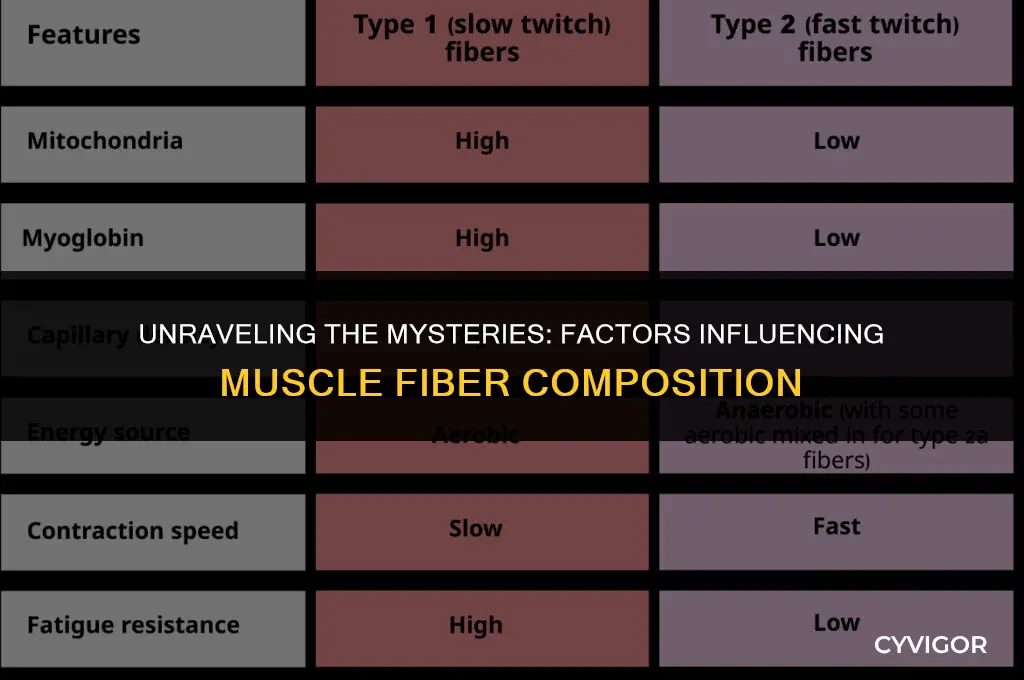 what affects muscle fibers