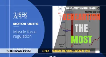 Unraveling the Key Factors Influencing Muscle Force Generation