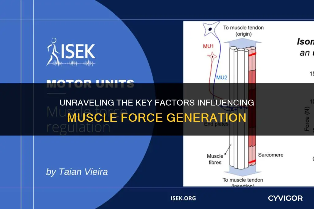 what affects muscle force geneartion the most