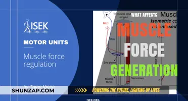 Unleashing Strength: Factors That Influence Muscle Force Generation