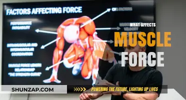 Exploring the Factors that Influence Muscle Force: A Comprehensive Guide