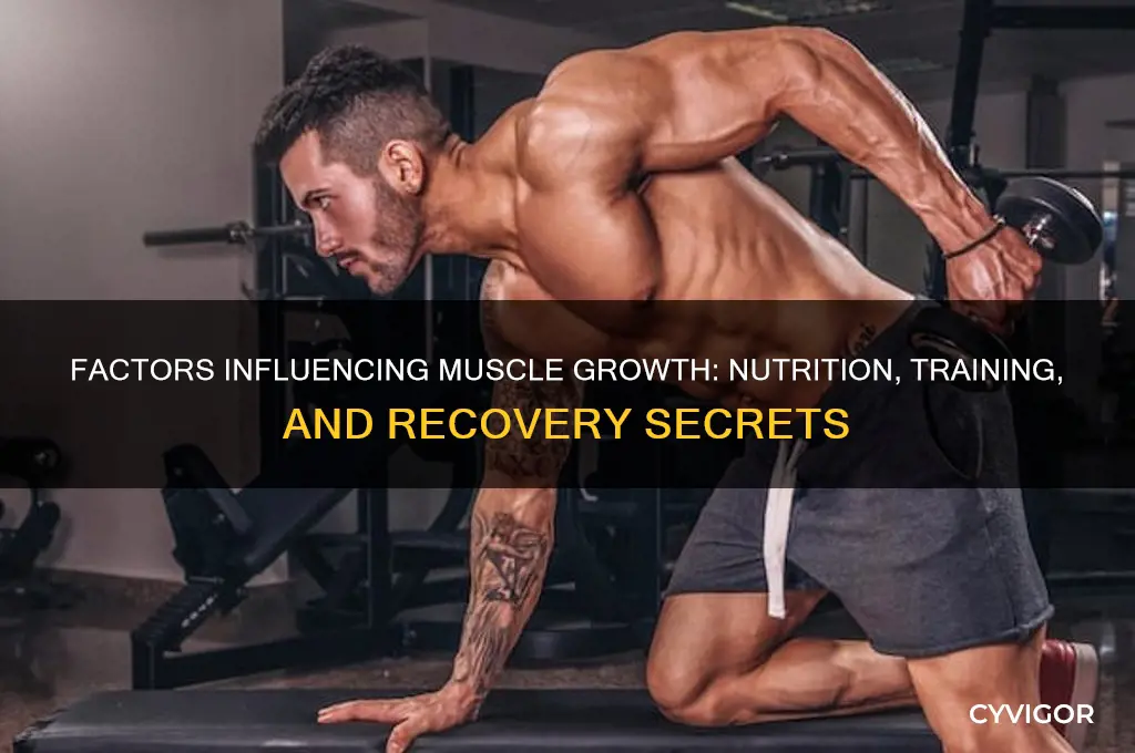 what affects muscle gains