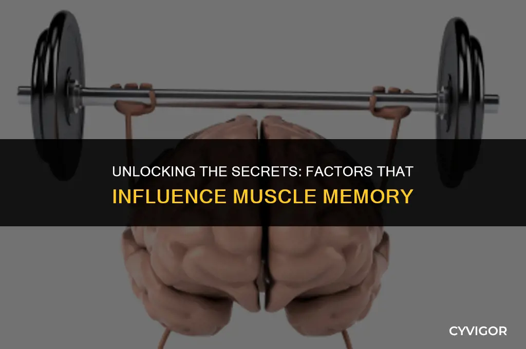 what affects muscle memory