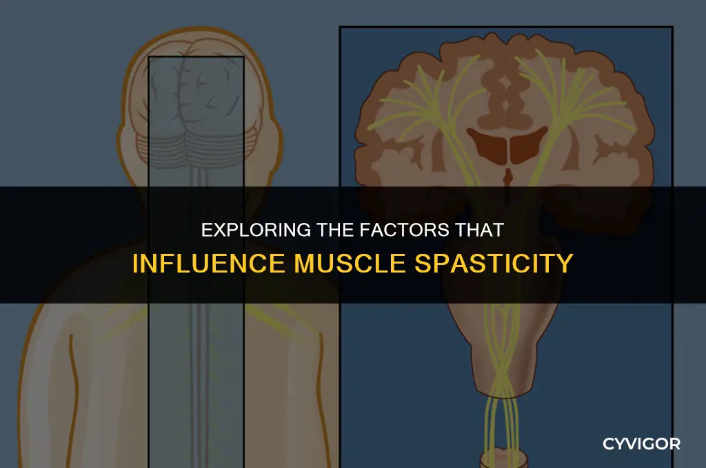 what affects muscle spasticity