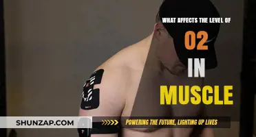 Exploring the Factors That Influence Oxygen Levels in Muscle Tissue