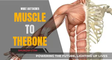 Exploring the Powerful Tendon-Muscle-Bone Connection