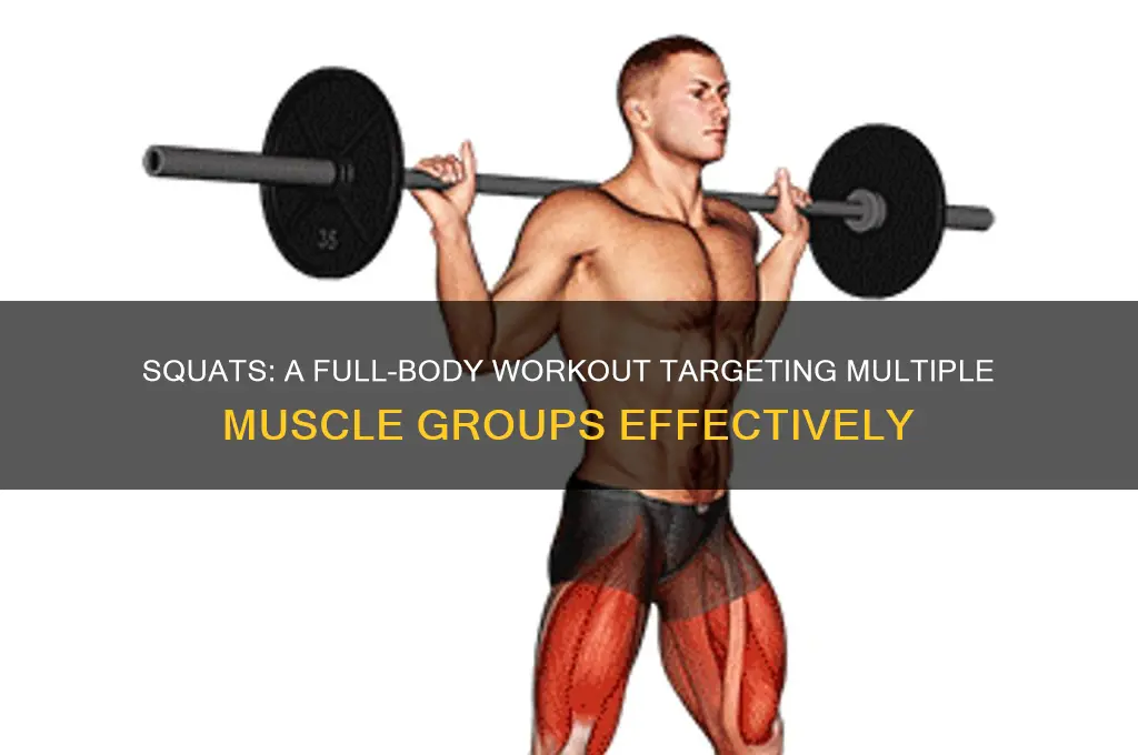what all muscles do squats work