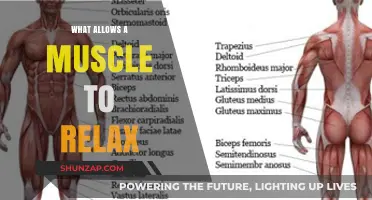 Understanding Muscle Relaxation: Key Factors That Allow Muscles to Unwind