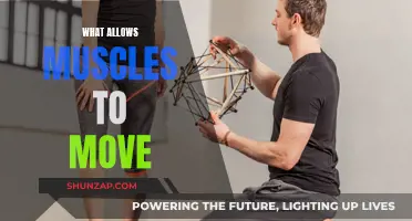 How Muscles Move: The Science of Contraction and Relaxation