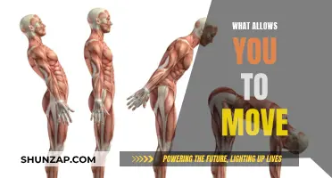 How Muscles, Bones, and Joints Work Together for Movement