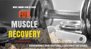 Essential Amino Acids for Optimal Muscle Recovery Post-Workout