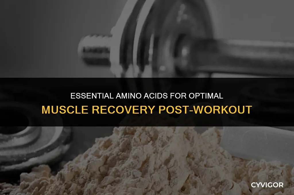 what amino acid is good for muscle recovery