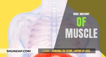The Intricate Anatomy of Muscles: Understanding Their Function and Form