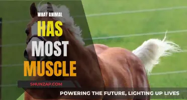 The Strongest Animal: Uncovering Nature's Muscular Champions